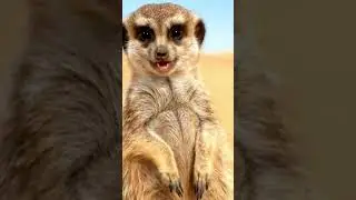 🐾 Curious Meerkat Mood #FluffyVibes #meerkat #funnyanimals #dayvibes #cuteanimals #animalshorts