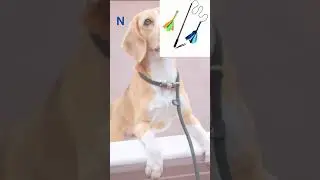 How to use a dog flirt pole, Dog flirt pole training review                        #shorts