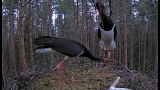 Must-toonekurg_Very STRANGE behavior of the black stork/Очень СТРАННОЕ поведение черного аиста