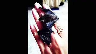 little microbat ll chamgadad came to home #alokandrajashree #naturelovers