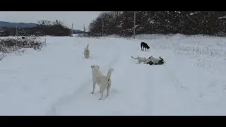 9 Happy Dogs Playing in the Snowy Forest | Nature Sounds ASMR