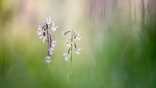 ORQUIDEAS - VICENT PELLICER