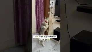 Leo(Husky)❤️papa and Baccha Bond🫰🏻