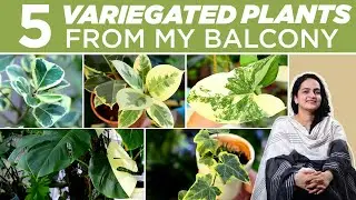 5 Beautiful Variegated Plants from my Balcony | Variegated Foliage | Rare Plants