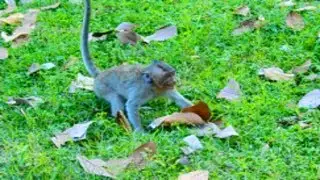 Million Pity Orphanage Jessie Beaten By Dolly and All Baby Monkey Fight Her, She Crying No One Help