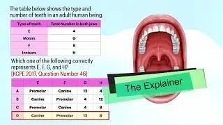 Type and Number of Teeth in an Adult Human Being