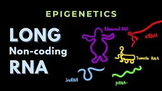 Long Non-coding RNA | Epigenetics | GATE/CSIR-NET