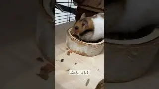 Chomik Syryjski #5 eat it! #hamsters