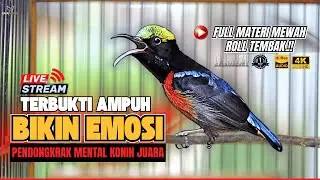 🛑MASTERAN TERBAIK‼️KONIN GACOR NEMBAK FULL ISIAN TERMEWAH — PANCINGAN KOLIBRI NINJA SUARA JERNIH