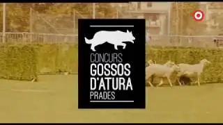31è Concurs de Gossos d'Atura de Prades
