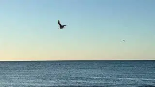 Chorlitejo, seagulls and Pigeons on Calahonda Beach - Spain morgning birds 