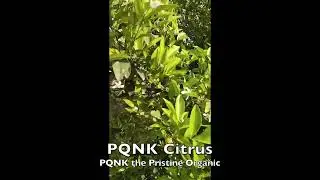 Citrus on PQNK - Zero Input