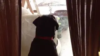 Chocolate Lab howling at siren