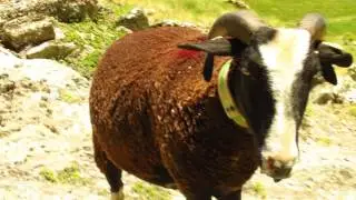 GOAT KING (ACWOT LXXI)
