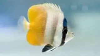 Klein's butterflyfish