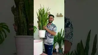 Snake plant indoor tips #gardeningwithnanav #plants #indoorplants