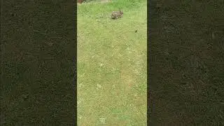 getting close to a little wild bunny #pnw #bunny #godscreation