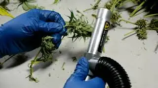 Hand Trimming Cannabis | Wander Trimmer | Ez Trim