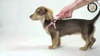 STEP IN HARNESS