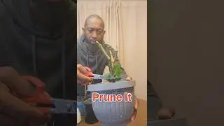 Сохранение перца живым зимой #зимующиерастения #растенияперца