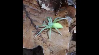 Deroceras, Anadara inaequivalvis, Misumena vatia, Cheiracanthium punctorium, Micrommata virescens