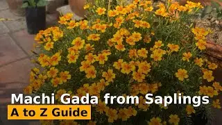 Machi Gada from Saplings: A to Z Guide#video #garden #flowers #trending 