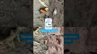 🔥 Результаты применения инсектицида Стилет против вредителей! #саранча #вредители #сорняк