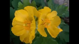 Мак лесной (Stylophorum diphyllum)