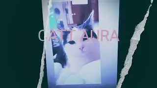 Cat AURA
