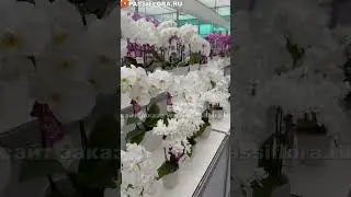 Белые Орхидеи: 50 Оттенков Роскоши 🤍✨ Какой сорт ваш?