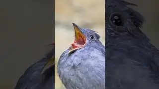 In this video a bird is open his mouth  this bird is very interesting bird