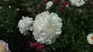 Пион Boule de Neige