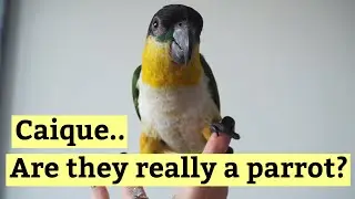Black Headed Caique are they really a parrot?! Or a dog impersonating one?!