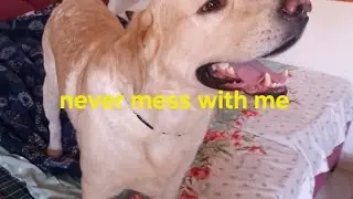 Kukurzilla se panga nahi 😈 #dogplay #doglover #dogtricks #viral #trending