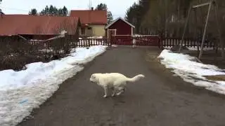 Dog catch up ball - Slow-Motion