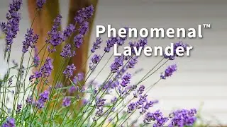 Phenomenal&trade; Lavender | Fast Growing Trees
