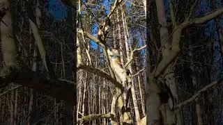 EPIC Cute Cat Fight in Tree!! #pets #shorts