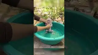 Come to help Monkey take a bath again Cute pet debut plan Animal world Fantastic animals on Douyin
