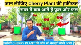 CHERRY PLANT : जानिए Cherry Fruit Plant की हकीकत || साल में कब आते हैं फूल और फल || Sweet Cherry