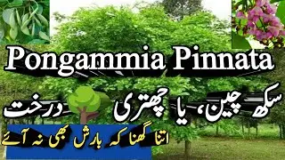 Sukh Chain Tree,Pongamia Pinnata (how to grow umbrella tree sokh Chen ki jankari سکھ چین کا پیڑ
