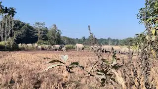 Rare footage of massive herd of Elephant held up traffic to cross a main road #wildlife #viralvideo 