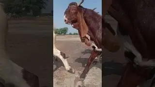 Goat walking cute || الماعز المشي لطيف ||  Beautifull Goats