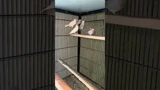Java # cnoure #lovebirdsfarming #10million #birds # viral video#farm # macaw # resonable#pets #