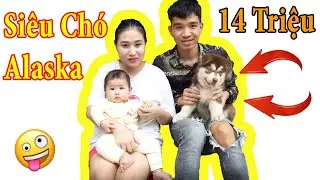 PHD -  Đón Thành Viên Mới | Dog Alaska | Welcome New Members