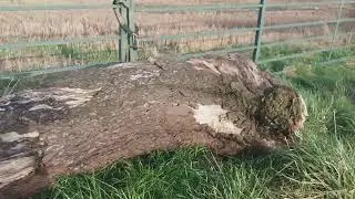 Bike ride adventures, passing horse, tractor wheels and tree trunk. English Countryside.