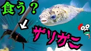 ハリセンボンに生きたザリガニを与えてみた結果…⁉︎