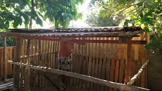 Pai refez um galinheiro e fez outro galinheiro novo #criacoes #aves #galinheiro #puleiro