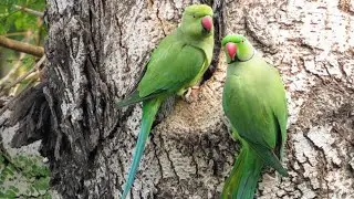 A Female Parrot Cleaning Nest Hole in Tree |  Parrot wants Nest | Nesting Parrots
