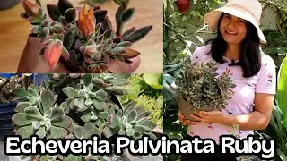 Tu Echeveria pulvinata ruby está muriendo? Esto es lo que debes hacer