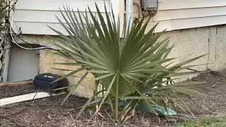 Sabal minor in Alexandria, Virginia